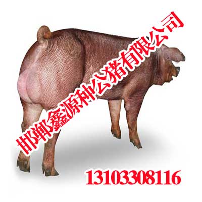 邯郸种猪种猪,邯郸火山公猪v种猪,鑫源种视频-大白大白洋洋图片