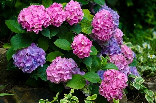 Ҷ,޺,,,˽,,ļ۸ͼƬ