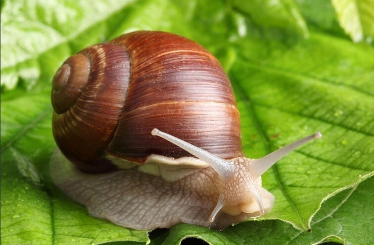 学生科学实验蜗牛活体宠物白玉蜗牛养殖套餐送饲料运输包活包邮产品